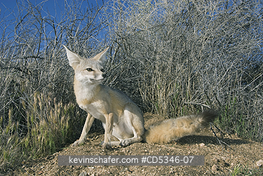 KIT FOX: San Joaquin Kit Fox (Vulpes macrotis mutica) WILD, Carrizo Plain National Monument, California ENDANGERED
