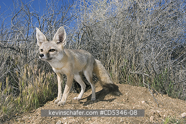 KIT FOX: San Joaquin Kit Fox (Vulpes macrotis mutica) WILD, Carrizo Plain National Monument, California ENDANGERED