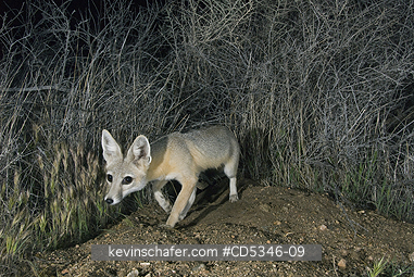 KIT FOX: San Joaquin Kit Fox (Vulpes macrotis mutica) WILD, Carrizo Plain National Monument, California ENDANGERED