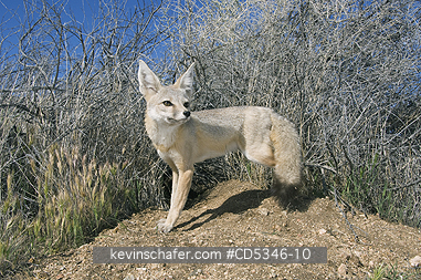 KIT FOX: San Joaquin Kit Fox (Vulpes macrotis mutica) WILD, Carrizo Plain National Monument, California ENDANGERED