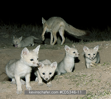 KIT FOX, PUPS: San Joaquin Kit Fox (Vulpes macrotis mutica) Family with 5 young cubs, Carrizo Plain National Monument, California ENDANGERED