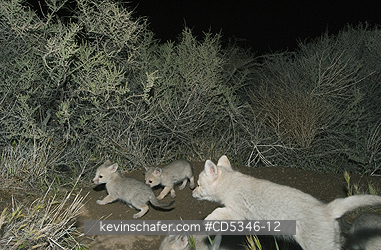 KIT FOX, PUPS: San Joaquin Kit Fox (Vulpes macrotis mutica) Family with 5 young cubs, Carrizo Plain National Monument, California ENDANGERED