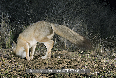 KIT FOX: San Joaquin Kit Fox (Vulpes macrotis mutica) Entering den, Carrizo Plain National Monument, California ENDANGERED