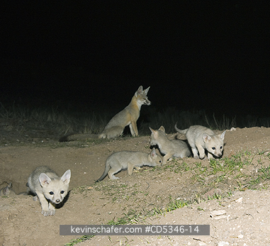 KIT FOX, PUPS: San Joaquin Kit Fox (Vulpes macrotis mutica) Family with 5 young cubs, Carrizo Plain National Monument, California ENDANGERED