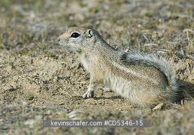 SQUIRRELS, ANTELOPE: San Joaquin Antelope Squirrel (Ammospermophilus nelsoni) Endangered, Carrizo Plain National Monument, California