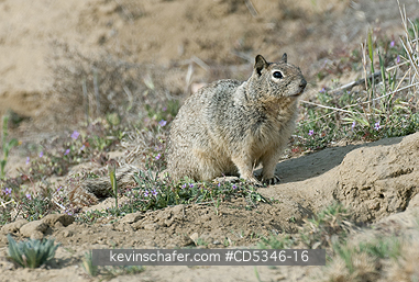 SQUIRRELS, ANTELOPE: Ground Squirrel, Carrizo Plain National Monument, California