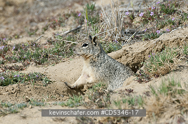 SQUIRRELS : Ground Squirrel, Carrizo Plain National Monument, California