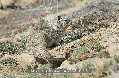 SQUIRRELS : Ground Squirrel, Carrizo Plain National Monument, California