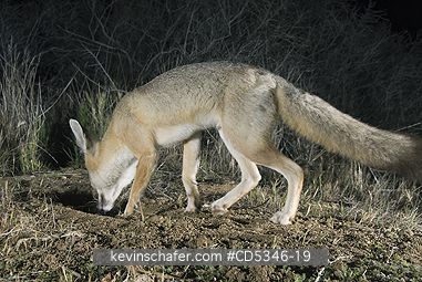 KIT FOX: San Joaquin Kit Fox (Vulpes macrotis mutica) Entering den, Carrizo Plain National Monument, California ENDANGERED