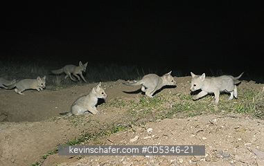 FOX KIT, PUP: San Joaquin Kit Fox (Vulpes macrotis mutica) WILD, Young pups, just emerged from den, Carrizo Plain National Monument, California ENDANGERED