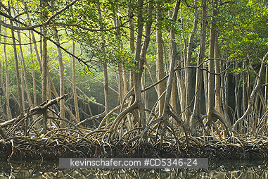 TREES, RED MANGROVE: Red Mangroves (Rhizophora mangle), Los Haitises National Park, Dominican Republic