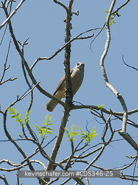 HAWKS, RIDGWAY: Ridgways Hawk (Buteo ridgwayi) CRITICALLY ENDANGERED, Los Haitises National Park, Dominican Republic