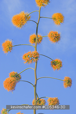 FLOWERS, MAGUEY: Maguey flowers (Agave brevispina) Wild, North slope of Sierra de Bauruco, Dominican Republic