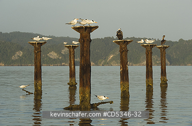 TERNS, PELICANS: Royal Terns and Brown Pelicans roosting on old dock, Los Haitises National Park, Dominican Republic