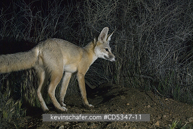 KIT FOXES: San Joaquin Kit Fox (Vulpes macrotis mutica) WILD, Carrizo Plain National Monument, California ENDANGERED