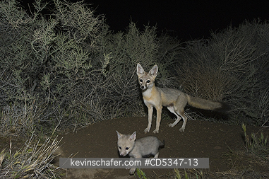 KIT FOXES: San Joaquin Kit Fox (Vulpes macrotis mutica) Adult with young pup, Carrizo Plain, California ENDANGERED : Nighttime Camera Trap