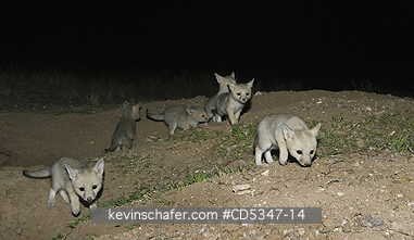 KIT FOXES: San Joaquin Kit Fox (Vulpes macrotis mutica) Adult with young pup, Carrizo Plain, California ENDANGERED : Nighttime Camera Trap