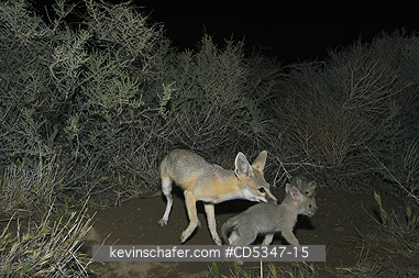 KIT FOXES: San Joaquin Kit Fox (Vulpes macrotis mutica) Adult with young pup, Carrizo Plain, California ENDANGERED : Nighttime Camera Trap