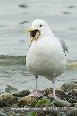 GULLS: Glaucous-winged Gull (Larus glaucescens) trying to swallow starfish (Pisaster), Puget Sound Washington