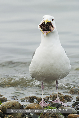 GULLS: Glaucous-winged Gull (Larus glaucescens) trying to swallow starfish (Pisaster), Puget Sound Washington