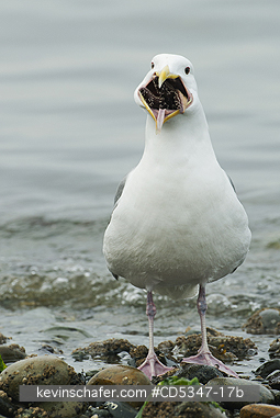 GULLS: Glaucous-winged Gull (Larus glaucescens) trying to swallow starfish (Pisaster), Puget Sound Washington