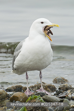 GULLS: Glaucous-winged Gull (Larus glaucescens) trying to swallow starfish (Pisaster), Puget Sound Washington