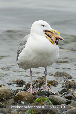 GULLS: Glaucous-winged Gull (Larus glaucescens) trying to swallow starfish (Pisaster), Puget Sound Washington