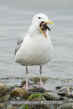 GULLS: Glaucous-winged Gull (Larus glaucescens) trying to swallow starfish (Pisaster), Puget Sound Washington