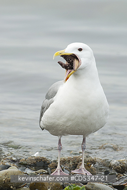 GULLS: Glaucous-winged Gull (Larus glaucescens) trying to swallow starfish (Pisaster), Puget Sound Washington