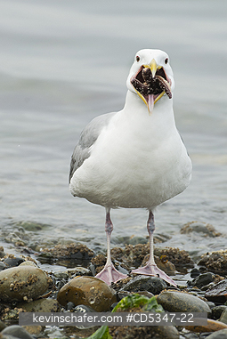 GULLS: Glaucous-winged Gull (Larus glaucescens) trying to swallow starfish (Pisaster), Puget Sound Washington