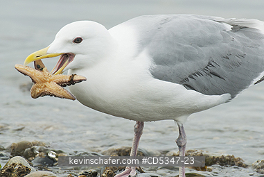 GULLS: Glaucous-winged Gull (Larus glaucescens) trying to swallow starfish (Pisaster), Puget Sound Washington