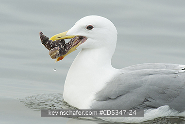 GULLS: Glaucous-winged Gull (Larus glaucescens) trying to swallow starfish (Pisaster), Puget Sound Washington