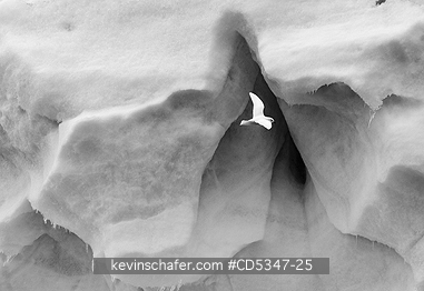 SNOW PETRELS: Snow Petrel (Pagophila nivea) Flying in front of iceberg, Antarctic Peninsula