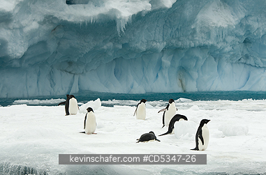 PENGUIN, ADELIE: Adelie Penguins (Pygoscelis adeliae) group in front of iceberg, Antarctic Peninsula