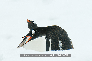 PENGUIN, GENTOO: Gentoo Penguins (Pygoscelis papua) Courting in deep snow, Antarctic Peninsula
