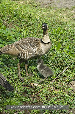 GEESE, HAWAIIAN: Ne�ne� or Hawaiian Goose, (Branta sandvicensis) Worlds rarest Goose, Kauai island, Hawaii