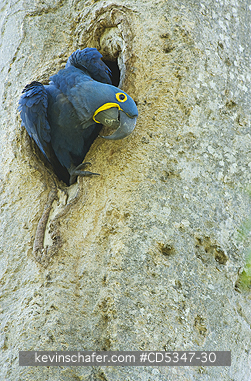 MACAWS, HYACINTH: Hyacinth Macaw (Anodorhynchus hyacinthinus) Emerging from nest hole, Pantanal, Brazil