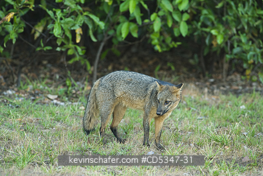 FOX, BRAZIL: Crab-eating Fox (Cerdocyon thous) PANTANAL, BRAZIL