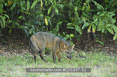 FOX, BRAZIL: Crab-eating Fox (Cerdocyon thous) PANTANAL, BRAZIL