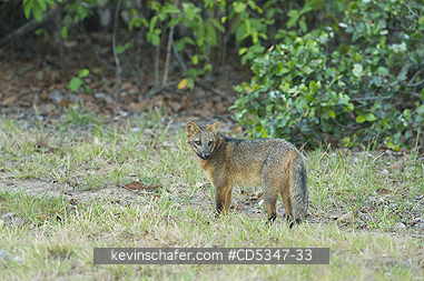 FOX, BRAZIL: Crab-eating Fox (Cerdocyon thous) PANTANAL, BRAZIL
