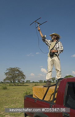 BRAZIL, PEOPLE: Biologist Arnaud Desbiez tracking Giant Armadillos, PANTANAL, Brazil