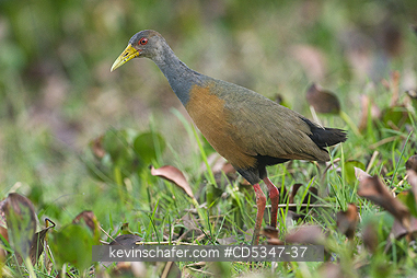 RAIL, GREY NECKED WOOD: Grey-necked Wood Rail (Aramides cajanea) Pantanal, Brazil