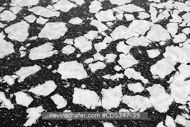 ANTARCTICA: Snow falling on pack ice, Antarctic Peninsula