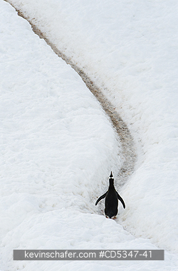 PENGUINS, GENTOO: Gentoo Penguin (Pygoscelis papua) Makes Ecstatic Call before long hike to upper colony, Antarctic Peninsula