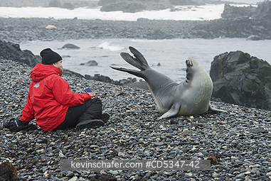 SEALS, SOUTHERN ELEPHANT: Tourist with baby Southern Elephant Seal (Mirounga leonina) Antarctic Peninsula