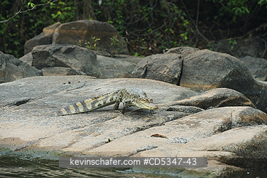 CAIMANS, SPECTACLED: Spectacled Caiman (Caiman crocodilus), Cristalino River, Brazilian Amazon