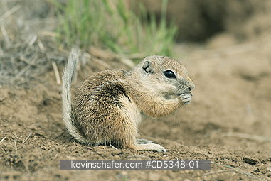 SQUIRREL, ANTELOPE: San Joaquin Antelope Squirrel (Ammospermophilus nelsoni) Endangered, Carrizo Plain National Monument, California