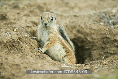 SQUIRREL, ANTELOPE: San Joaquin Antelope Squirrel (Ammospermophilus nelsoni) Endangered, Carrizo Plain National Monument, California