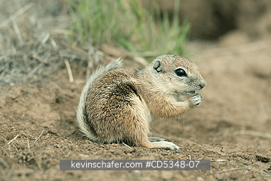 SQUIRREL, ANTELOPE: San Joaquin Antelope Squirrel (Ammospermophilus nelsoni) Endangered, Carrizo Plain National Monument, California