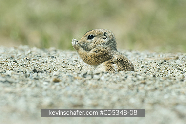SQUIRREL, ANTELOPE: San Joaquin Antelope Squirrel (Ammospermophilus nelsoni) Endangered, Carrizo Plain National Monument, California - Emerging from burrow